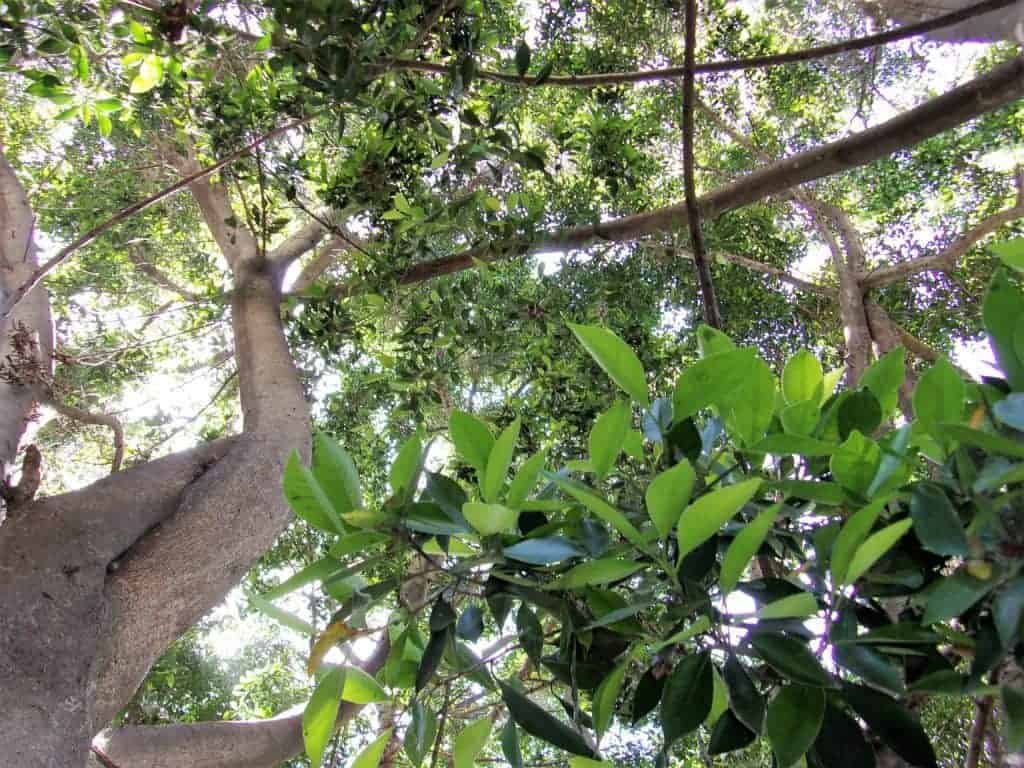 Esta fotografía fue tomada en el jardín trasero de la escuela. Es un lugar agradable y callado. Algunas veces voy ahí para estar tranquila.