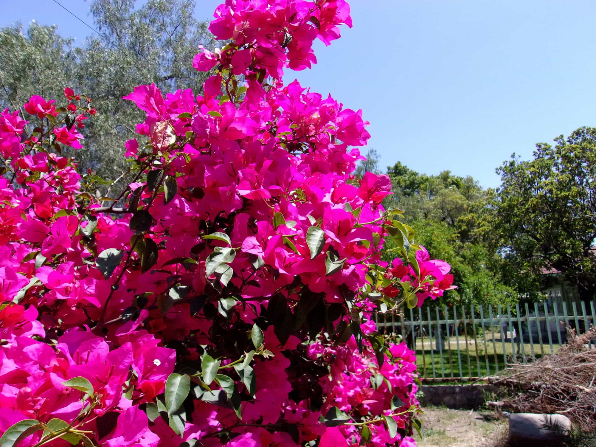 Flores en el jardín de la escuela. Por Emily